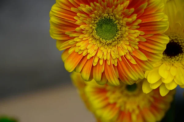 Mooie Gerbera Bloemen Groeien Tuin Zomer Zonnige Dag — Stockfoto