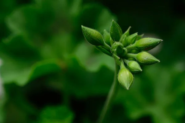 Nahaufnahme Von Grünen Pflanzenblättern Garten — Stockfoto