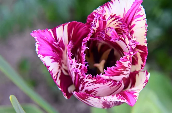 Beautiful Tulip Flower Growing Garden Summer Sunny Day — Stock Photo, Image