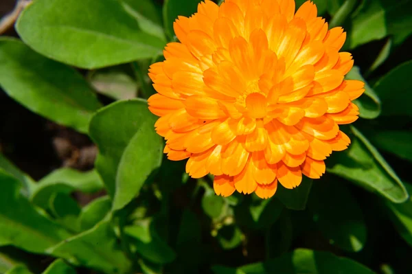 Belles Fleurs Poussant Dans Jardin Journée Ensoleillée Été — Photo