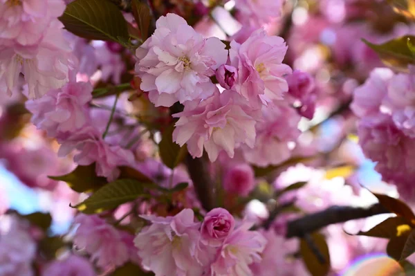 Sakura Tree Beautiful Flowers Close Spring Concept — Stock Photo, Image