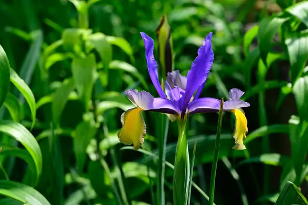 Belles Fleurs Poussant Dans Jardin Journée Ensoleillée Été — Photo