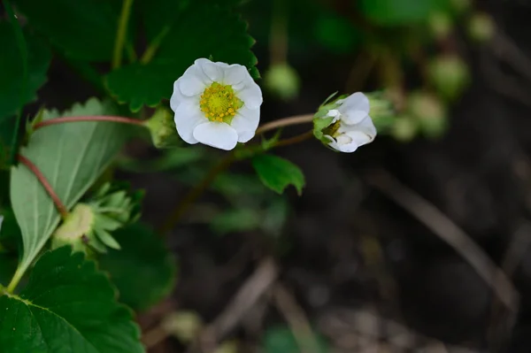 Bellissimi Fiori Che Crescono Giardino Estate Giornata Sole — Foto Stock