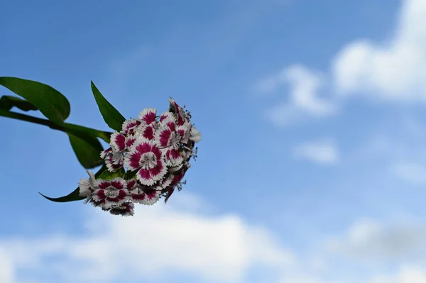 beautiful flowers on blue sky background