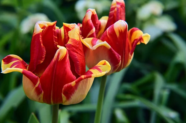 Belles Fleurs Tulipes Poussant Dans Jardin Journée Ensoleillée Été — Photo