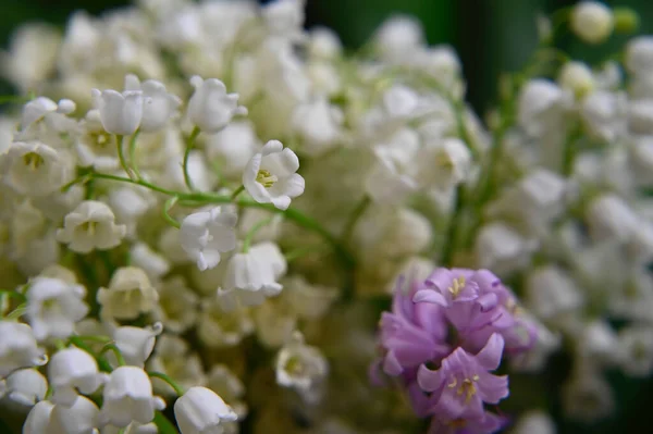 Belles Fleurs Poussant Dans Jardin Journée Ensoleillée Été — Photo