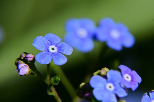 Belas Flores Crescendo Jardim Verão Dia Ensolarado — Fotografia de Stock