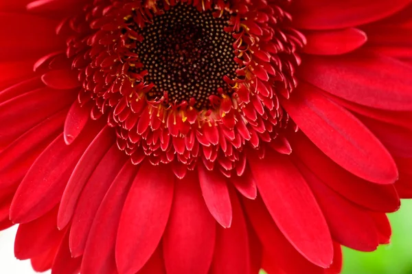 Schöne Blumen Wachsen Garten Sonnigen Sommertag — Stockfoto