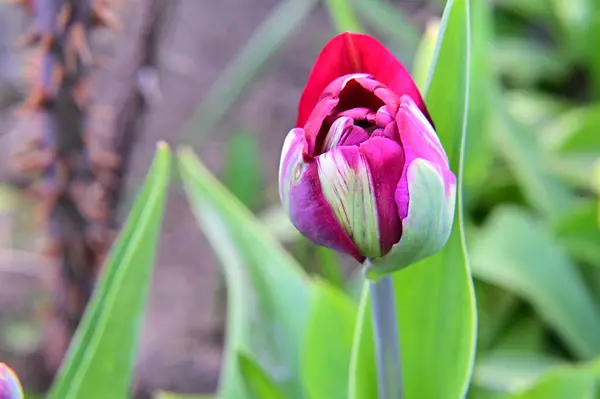 Bela Flor Tulipa Crescendo Jardim Dia Ensolarado Verão — Fotografia de Stock