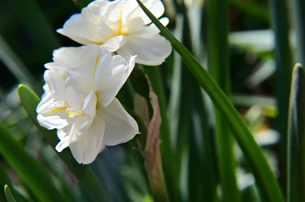 夏日阳光明媚的花园里 盛开着美丽的花朵 — 图库照片