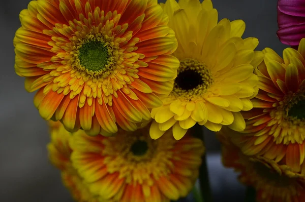 Schöne Gerbera Blüten Wachsen Garten Einem Sonnigen Sommertag — Stockfoto
