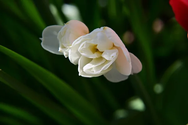 Belles Fleurs Tulipes Poussant Dans Jardin Journée Ensoleillée Été — Photo