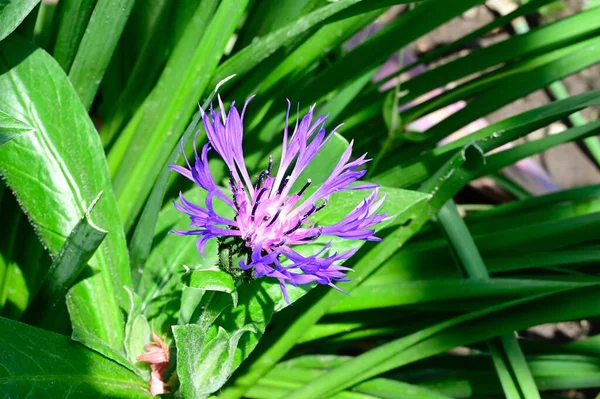 Hermosas Flores Que Crecen Jardín Verano Día Soleado —  Fotos de Stock