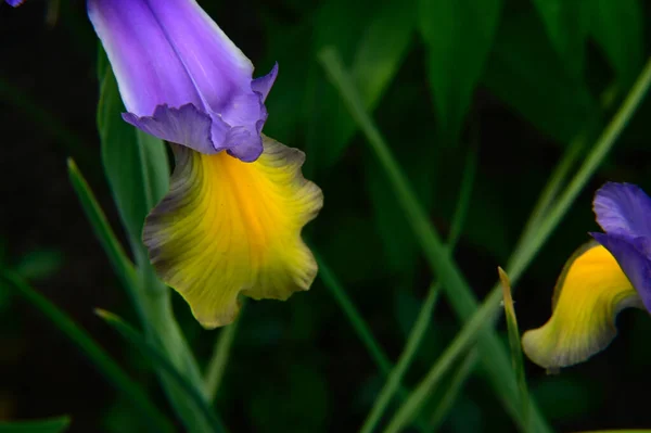 夏の晴れた日に庭で育つ美しい虹彩 — ストック写真