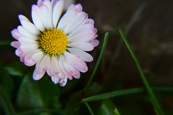 Belles Fleurs Poussant Dans Jardin Journée Ensoleillée Été — Photo