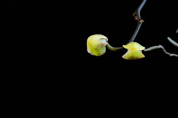 Belles Orchidées Sur Fond Sombre Concept Été Vue Rapprochée — Photo