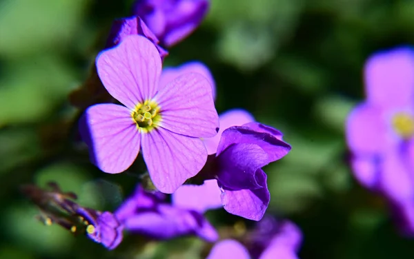 Piękne Różowe Kwiaty Ogrodzie — Zdjęcie stockowe