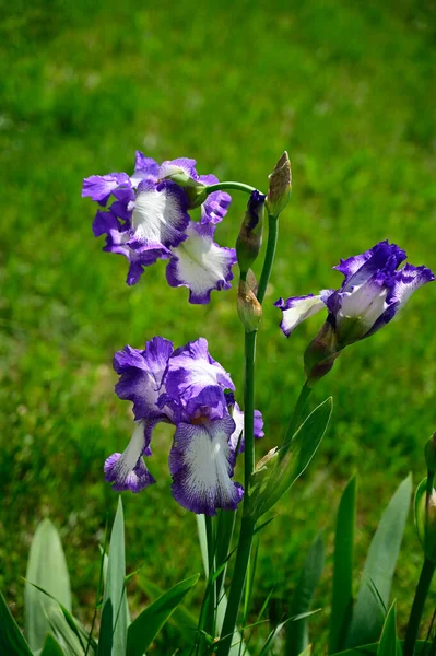 夏日阳光明媚的花园里 盛开着美丽的花朵 — 图库照片