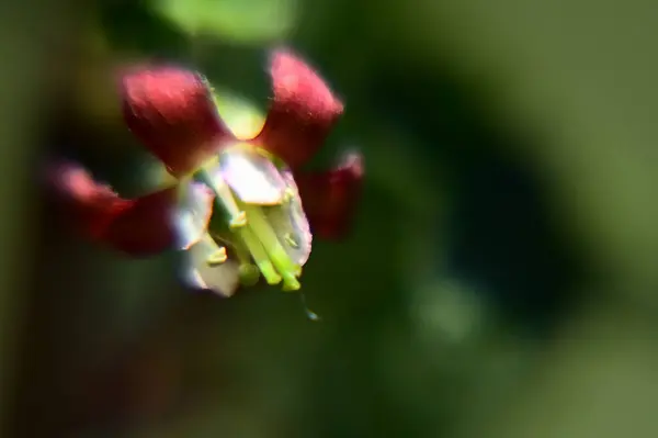 夏の晴れた日に庭で育つ美しい花 — ストック写真