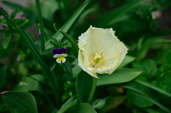 Bela Flor Tulipa Crescendo Jardim Dia Ensolarado Verão — Fotografia de Stock