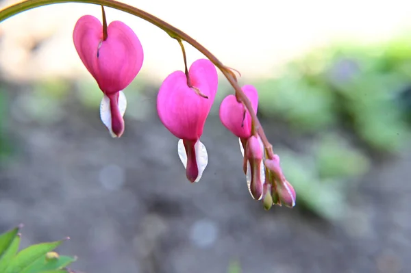 Vackra Blommor Xer Trã Dgã Rden Sommaren Solig Dag — Stockfoto