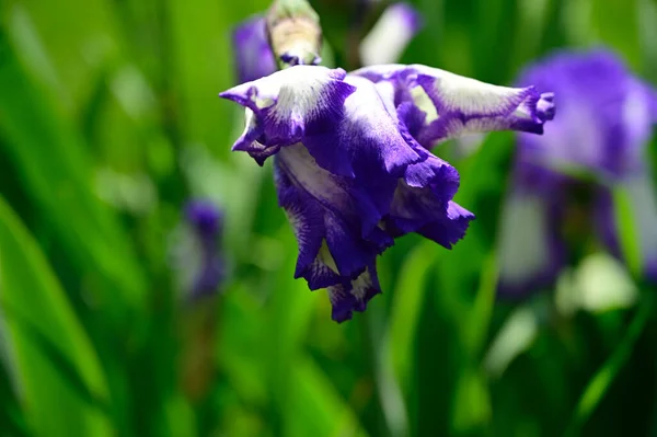 Schöne Blumen Wachsen Garten Sonnigen Sommertag — Stockfoto