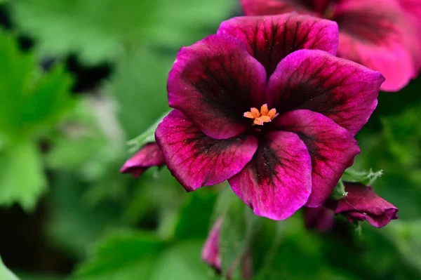 Bellissimi Fiori Che Crescono Giardino Estate Giornata Sole — Foto Stock