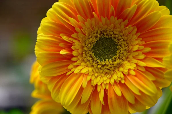 Beautiful Gerbera Flowers Growing Garden Summer Sunny Day — Stock Photo, Image