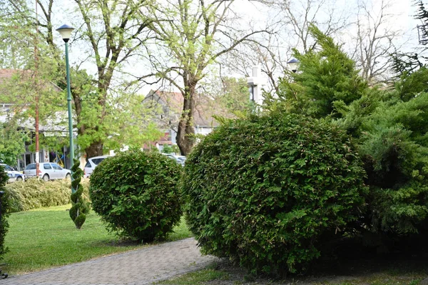 Vue Sur Beau Jardin Ville Printemps Journée Ensoleillée — Photo