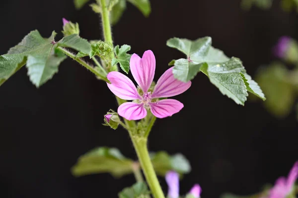 Belas Flores Crescendo Jardim Verão Dia Ensolarado — Fotografia de Stock