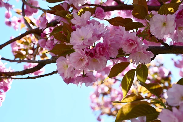 Albero Sakura Con Bellissimi Fiori Primo Piano Concetto Primaverile — Foto Stock