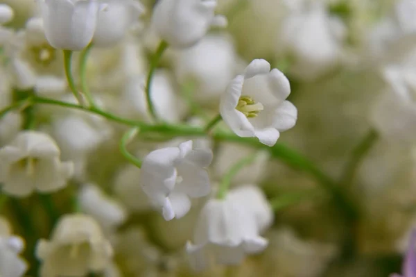 Belles Fleurs Poussant Dans Jardin Journée Ensoleillée Été — Photo