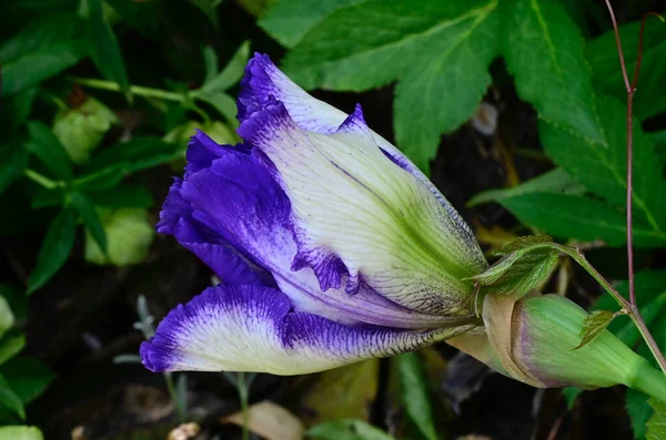 夏の晴れた日に庭で育つ美しい花 — ストック写真