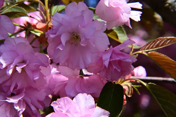 Sakura Tree Beautiful Flowers Close Spring Concept — Stock Photo, Image