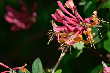 Bahçedeki güzel çiçekler