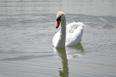 Güzel beyaz kuğu yaz günü göl yüzeyinde yüzüyor. 