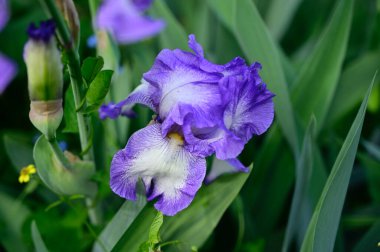 Güneşli yaz gününde bahçede büyüyen güzel göz. 