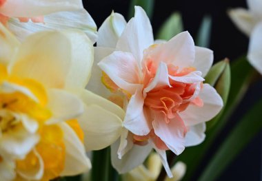 Karanlık arka planda güzel nergisler, yaz konsepti, yakın görüş  