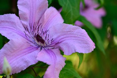 Güneşli yaz gününde bahçede büyüyen güzel Clematis. 