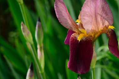 Güneşli yaz gününde bahçede büyüyen güzel göz. 