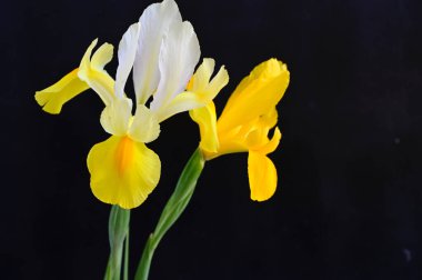 Koyu arkaplanda güzel irisler, yaz konsepti, yakın görüş  