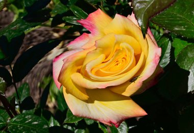 Güneşli yaz gününde bahçede büyüyen güzel bir gül. 