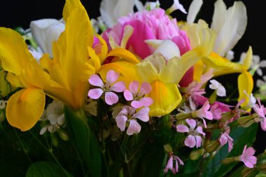 Koyu arkaplanda güzel çiçekler, yaz konsepti, yakın manzara  