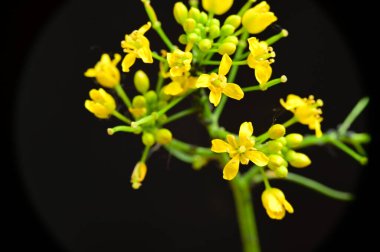Koyu arkaplanda güzel çiçekler, yaz konsepti, yakın manzara  