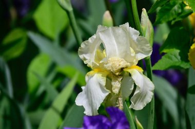Güneşli yaz gününde bahçede büyüyen güzel irisler 