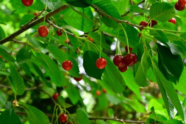 Olgun kirazlı ağaç açık havada büyüyor, yaz konsepti, yakın görüş  