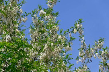 Ağaç dallarında açan güzel çiçeklere yaklaş