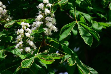 Güneşli yaz gününde bahçede yetişen güzel çiçekler. 