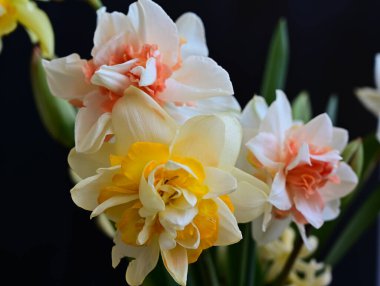 Karanlık arka planda güzel nergisler, yaz konsepti, yakın görüş  