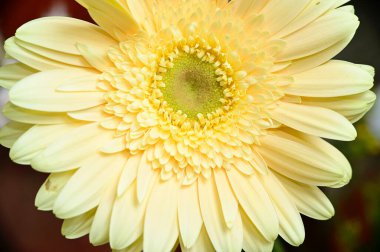 Güneşli yaz gününde bahçede yetişen güzel çiçekler. 